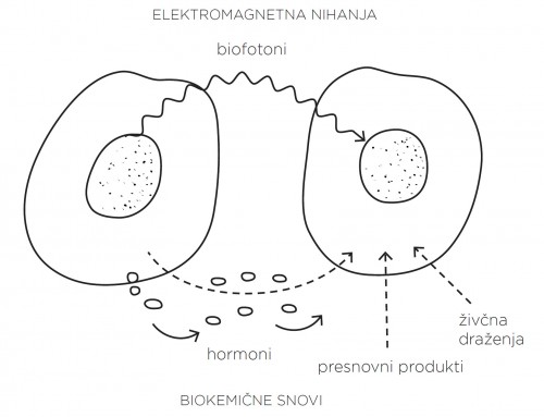 Komunikacija med telesnimi celicami